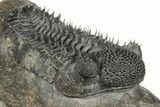 Huge, Spiny Drotops Armatus Trilobite - Excellent Preparation #192496-6